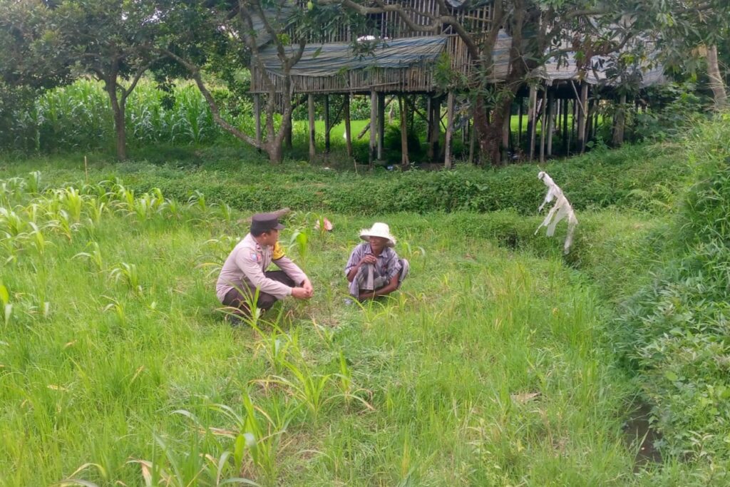 LOMBOK BARAT, NTB – Dalam upaya mewujudkan ketahanan pangan yang kuat di tingkat desa, Bhabinkamtibmas Desa Jagaraga, Aiptu I Gede Dodit, melaksanakan kunjungan silaturahmi ke Dusun Dasan Geres Pande, Kecamatan Kuripan, Lombok Barat. Kunjungan pada Minggu, 21 September 2025 ini bertujuan untuk mensosialisasikan pentingnya program ketahanan pangan kepada warga binaan, khususnya Bapak Nasri, dengan fokus pada pemanfaatan lahan produktif. Kegiatan yang dimulai pukul 11.00 WITA ini disambut baik oleh Bapak Nasri dan warga setempat. Aiptu Gede Dodit berinteraksi langsung dan memberikan edukasi tentang cara-cara efektif mengoptimalkan lahan yang mereka miliki, baik pekarangan rumah maupun lahan kosong, untuk ditanami tanaman pangan, beternak, atau budidaya perikanan. Inisiatif ini merupakan bagian dari komitmen Polri dalam mendukung program pemerintah untuk memperkuat fondasi ekonomi masyarakat, khususnya di sektor pertanian. Mendorong Produktivitas Lahan Melalui Tanaman Jagung Dalam kunjungannya, Aiptu Gede Dodit secara spesifik mengajak Bapak Nasri untuk menanam jagung di lahannya yang berlokasi di RT. 01 Dusun Dasan Geres Pande. Jagung dipilih karena merupakan salah satu komoditas pangan pokok yang memiliki nilai ekonomis tinggi dan relatif mudah dibudidayakan. Aiptu Gede Dodit menekankan bahwa pemanfaatan lahan untuk menanam jagung tidak hanya akan memenuhi kebutuhan pangan keluarga, tetapi juga dapat meningkatkan pendapatan jika hasilnya melimpah. “Kami datang ke sini untuk mengajak Bapak Nasri dan warga lainnya agar tidak menyia-nyiakan lahan yang ada. Dengan menanam jagung, misalnya, kita bisa berkontribusi langsung pada ketahanan pangan keluarga dan bahkan desa,” ujar Aiptu I Gede Dodit. Ia menambahkan bahwa upaya ini sejalan dengan program pemerintah pusat dalam menghadapi tantangan pangan global. Warga Antusias Dukung Program Ketahanan Pangan Respons positif datang dari warga binaan, Bapak Nasri, yang menyatakan kesiapannya untuk mendukung program ini. Menurutnya, inisiatif dari Bhabinkamtibmas ini sangat membantu masyarakat dalam melihat potensi lahan yang selama ini mungkin belum tergarap optimal. “Saya sangat berterima kasih atas kunjungan Bapak Bhabinkamtibmas. Kami siap mendukung program ini. Selama ini lahan memang ada, tapi kami belum tahu harus mulai dari mana. Dengan arahan ini, kami jadi lebih termotivasi,” ungkap Bapak Nasri. Ia berharap, kegiatan serupa dapat terus dilakukan untuk memberikan pendampingan dan motivasi kepada petani lainnya. Polisi Hadir untuk Masyarakat Kapolsek Kuripan, Ipda I Wayan Eka Ariyana, S.H., menjelaskan bahwa kegiatan yang dilakukan oleh Bhabinkamtibmas Aiptu I Gede Dodit merupakan wujud nyata dari peran Polri sebagai pengayom, pelindung, dan pelayan masyarakat. Ia menegaskan bahwa tugas polisi tidak hanya terbatas pada penegakan hukum, tetapi juga mencakup pembinaan masyarakat di berbagai sektor. “Kunjungan Bhabinkamtibmas ke warga binaan adalah salah satu cara kami menjalin komunikasi dan silaturahmi yang erat. Kami ingin memastikan masyarakat merasa dekat dengan kami dan tahu bahwa kami selalu siap membantu, termasuk dalam hal peningkatan kesejahteraan melalui program ketahanan pangan,” kata Ipda I Wayan Eka Ariyana. Menguatkan Fondasi Ekonomi Desa Hasil dari kegiatan ini tidak hanya terwujud dalam bentuk kesepakatan dan dukungan, tetapi juga dalam terjalinnya hubungan silaturahmi dan komunikasi yang lebih baik antara pihak kepolisian dan masyarakat. Melalui pendekatan humanis ini, program pemerintah terkait ketahanan pangan dapat tersampaikan dengan lebih efektif dan diterima dengan tangan terbuka oleh warga. Upaya kolaboratif antara aparat dan masyarakat menjadi kunci utama dalam membangun desa yang mandiri dan memiliki ketahanan ekonomi yang kuat. Dengan semakin banyaknya lahan produktif yang dimanfaatkan, diharapkan kesejahteraan petani di Lombok Barat akan meningkat, dan pasokan pangan lokal akan lebih terjamin.