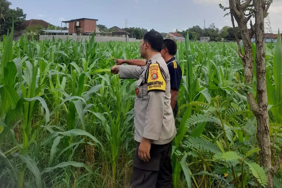 Lombok Barat, NTB – Komitmen Kepolisian Negara Republik Indonesia (Polri) dalam mendukung program ketahanan pangan nasional terus diwujudkan hingga ke tingkat desa. Di wilayah hukum Polres Lombok Barat, upaya nyata ini ditunjukkan melalui peran aktif Bhabinkamtibmas yang intensif mendampingi para petani. Salah satunya adalah kegiatan sambang yang dilakukan oleh Bhabinkamtibmas Desa Gelogor, Aipda Ahyar Haryanto, di Dusun Gelogor Selatan pada hari Rabu, 8 Oktober 2025. Sejak pukul 09.25 Wita, Aipda Ahyar Haryanto telah berada di tengah-tengah warga dan lahan pertanian, khususnya tanaman jagung, yang menjadi komoditas unggulan di daerah tersebut. Kegiatan ini tidak hanya sebatas kunjungan rutin, melainkan merupakan perwujudan sinergi antara aparat keamanan dengan masyarakat dalam menjamin ketersediaan pangan di tingkat lokal. Motivasi dan Pendampingan Langsung di Lahan Pertanian Dalam kunjungannya, Aipda Ahyar Haryanto berinteraksi langsung dengan para petani, melihat dari dekat kondisi tanaman jagung mereka, serta mendengarkan aspirasi dan kendala yang dihadapi. Kehadiran Bhabinkamtibmas di tengah areal persawahan ini memiliki nilai strategis ganda, yaitu menjaga keamanan dan ketertiban masyarakat (Kamtibmas) sekaligus memberikan motivasi dan dukungan moril dalam meningkatkan hasil panen. Petani di Dusun Gelogor Selatan menyambut baik kehadiran Aipda Ahyar Haryanto. Mereka merasa diperhatikan dan mendapatkan suntikan semangat untuk lebih giat dalam mengelola lahan. Tanaman jagung yang menjadi fokus sambang kali ini diharapkan dapat berkontribusi signifikan terhadap pasokan pangan, baik untuk kebutuhan lokal maupun nasional. Polri Dorong Peningkatan Semangat Bertani Warga Peran Bhabinkamtibmas dalam program ketahanan pangan merupakan bagian integral dari tugas tambahan Polri. Mereka berfungsi sebagai jembatan komunikasi yang efektif antara program-program pemerintah di sektor pertanian dengan implementasinya di masyarakat petani. Hal ini sejalan dengan arahan pimpinan Polri untuk menjadikan personel di lapangan sebagai motor penggerak pembangunan dan kesejahteraan masyarakat. Kepala Bagian Sumber Daya Manusia (Kabag SDM) Polres Lombok Barat, AKP Taufik Hidayat, S.H., menegaskan bahwa dukungan terhadap sektor pertanian adalah prioritas. Beliau menyoroti pentingnya peran Bhabinkamtibmas sebagai ujung tombak dalam mencapai sasaran ketahanan pangan. “Kami dari Polres Lombok Barat sangat serius mendukung program pemerintah di bidang ketahanan pangan. Kehadiran Bhabinkamtibmas seperti Aipda Ahyar Haryanto di Desa Gelogor adalah bukti nyata komitmen kami,” ujar AKP Taufik Hidayat, S.H. Beliau melanjutkan, “Kami berharap para petani di Gelogor, khususnya yang membudidayakan jagung, terus semangat dan konsisten dalam merawat tanamannya. Aipda Ahyar Haryanto bertugas untuk memotivasi mereka agar lebih giat dalam bertani, karena keberhasilan pertanian adalah fondasi utama dari ketahanan pangan daerah kita.” Kontribusi Jagung dalam Mewujudkan Swasembada Pangan Komoditas jagung memiliki peran vital sebagai salah satu penopang utama kebutuhan pangan dan pakan di Indonesia. Peningkatan produksi jagung di daerah seperti Gelogor, Lombok Barat, secara langsung akan memperkuat swasembada pangan nasional dan stabilitas harga komoditas. Melalui kegiatan sambang ini, Bhabinkamtibmas juga menyampaikan pesan-pesan yang bersifat edukatif. Selain memberikan dorongan, mereka turut mengingatkan petani mengenai pentingnya pola tanam yang efisien, penggunaan bibit unggul, serta upaya pencegahan gangguan keamanan di lahan pertanian. Kolaborasi dengan instansi terkait, seperti Penyuluh Pertanian Lapangan (PPL), akan terus diperkuat untuk memberikan bimbingan teknis yang optimal kepada warga. Dengan sinergi yang kuat antara Polri, khususnya Bhabinkamtibmas, dan seluruh elemen masyarakat petani, diharapkan Desa Gelogor dapat menjadi contoh keberhasilan dalam mewujudkan masyarakat yang mandiri secara pangan, sehat, dan sejahtera. Keaktifan Aipda Ahyar Haryanto dalam mendampingi petani menjadi cerminan bahwa aparat keamanan tidak hanya bertugas menjaga keamanan, tetapi juga menjadi mitra strategis dalam upaya meningkatkan kesejahteraan dan ketahanan pangan bangsa.