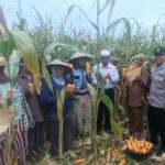 Panen Jagung di Babussalam, Polri Jadi Sahabat Petani Lombok Barat