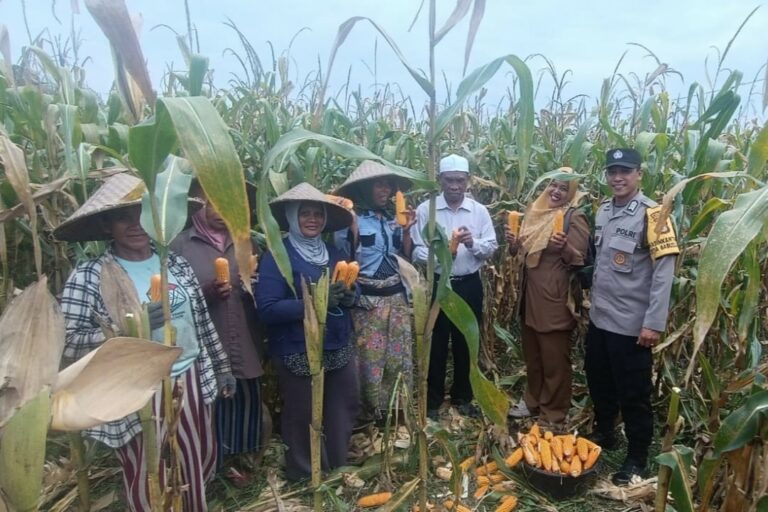 Panen Jagung di Babussalam, Polri Jadi Sahabat Petani Lombok Barat