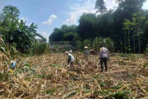 Kemandirian Pangan: Bhabinkamtibmas Kuripan Kunjungi Petani Jagung