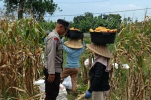 Kabar Baik dari Babussalam: Panen Jagung Sukses, Hasilnya Langsung Diserap Pengepul Lokal