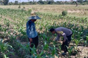 Ketahanan Pangan Diperkuat, Bhabinkamtibmas Kunjungi Petani Jagung