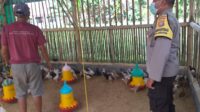 Bhabinkamtibmas Dukung Peternak Ayam di Lombok Barat, Ketahanan Pangan Makin Kuat!