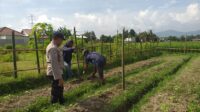 Inspiratif! Bhabinkamtibmas Ajak Warga Lombok Barat Manfaatkan Lahan untuk Ketahanan Pangan