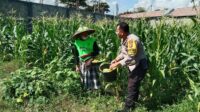 Bhabinkamtibmas Desa Bagik Polak Barat Ajak Petani Jagung Maju, Dukung Ketahanan Pangan