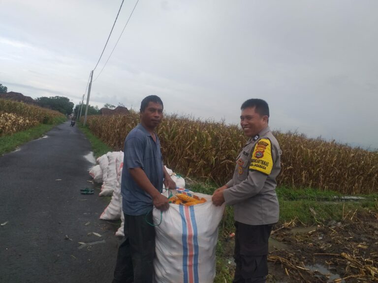 Harga Jagung di Lombok Barat: Polisi Imbau Petani Jual ke Bulog