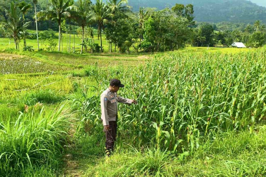 Sinergi Bhabinkamtibmas dan Petani Jagung di Lombok Barat