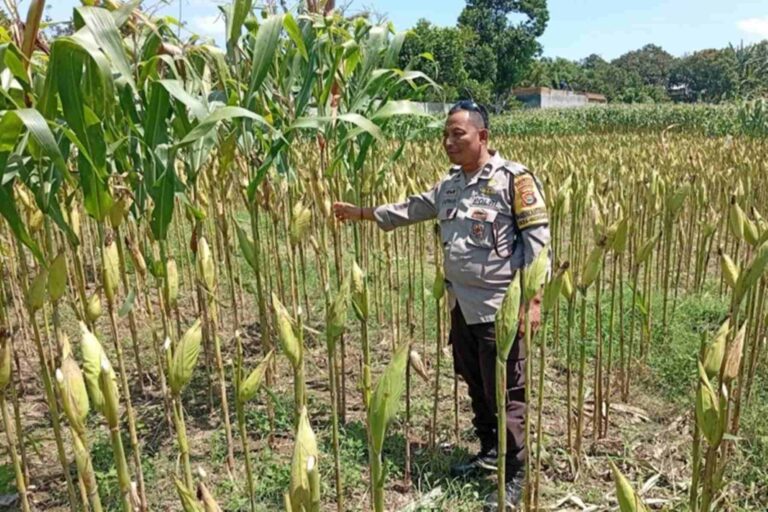 Strategi Polsek Labuapi Tingkatkan Produksi Jagung NTB