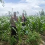 Dukung Ketahanan Pangan, Bhabinkamtibmas Beleke Bina Petani di Lahan Jagung