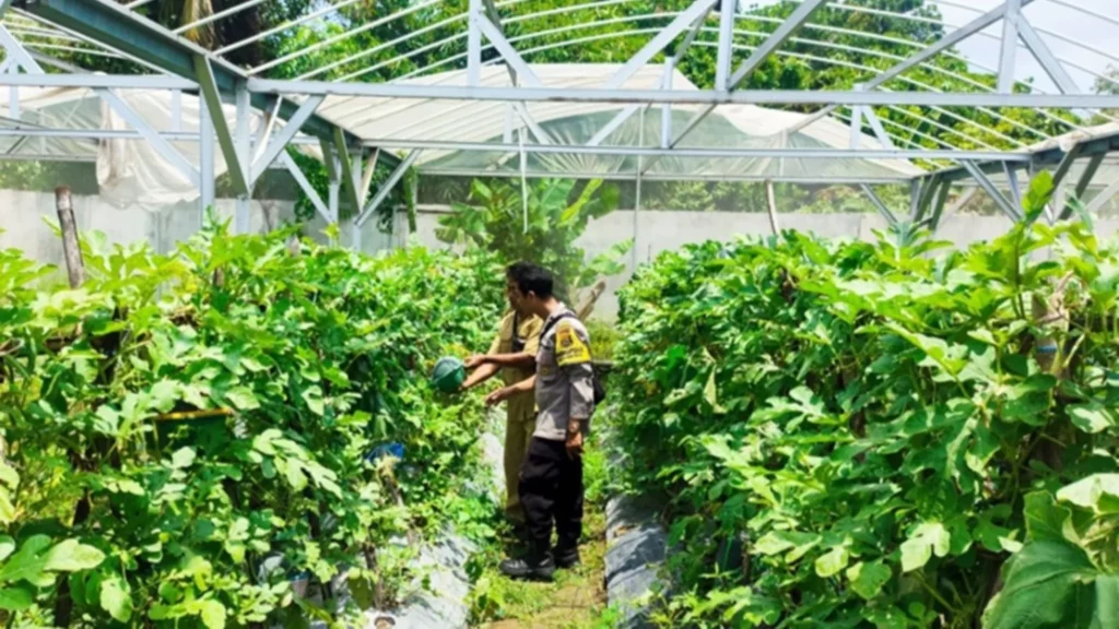Inovasi Greenhouse Desa Bengkel: Solusi Pangan di Lahan Terbatas
