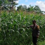 Polri Dampingi Petani Jagung Karang Bongkot Lombok Barat