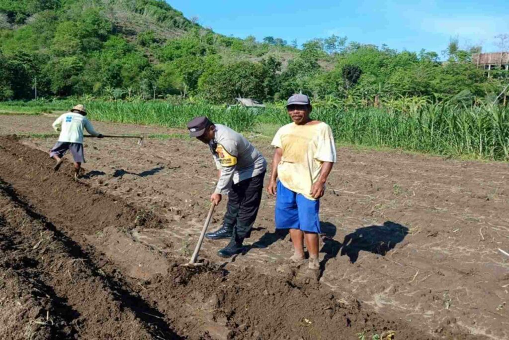 Polsek Gerung Pantau Ketahanan Pangan di Dusun Gumesa Utara Lobar