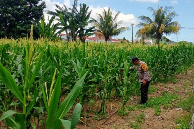 Polsek Labuapi Kawal Produktivitas Lahan Jagung di Lombok Barat