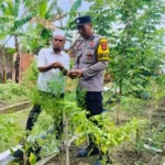 Inovasi Pertanian Terpadu Warga Desa Bajur Dukung Program Presiden